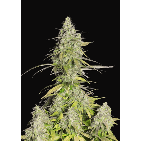 Girl Scout Cookies Auto