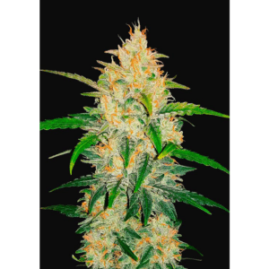 Zkittlez Auto
