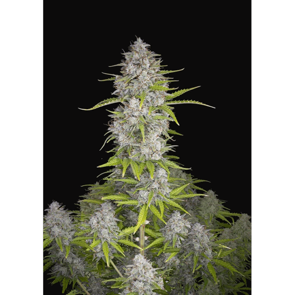 Orange Sherbet Auto