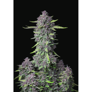 Purple Punch Auto