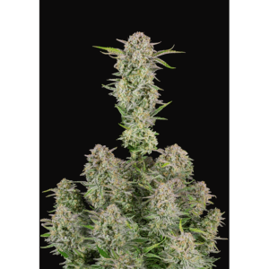 Bruce Banner Auto