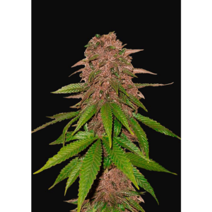 C4 Auto