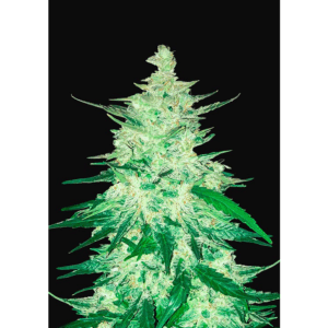 CBD Crack Auto