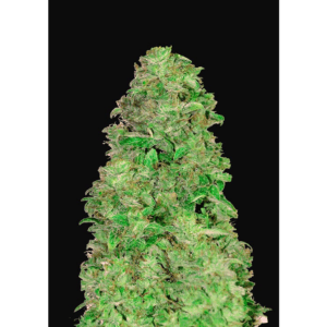 CBD 20:1 Auto