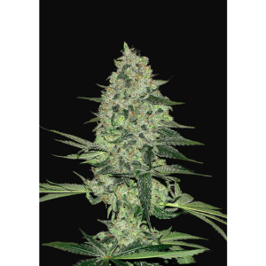 Rhino Ryder Auto