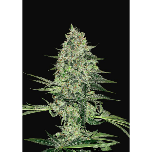 Rhino Ryder Auto