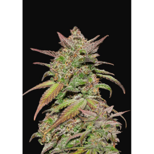 Smoothie Auto