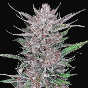 Gorilla Punch Auto