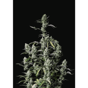 Gorilla Zkittlez Auto