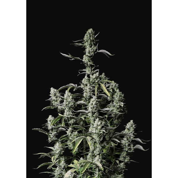 Gorilla Zkittlez Auto