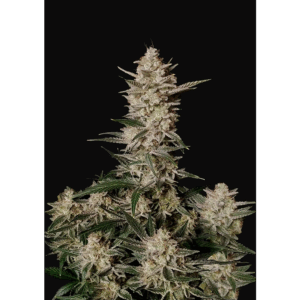 Strawberry Gorilla Auto