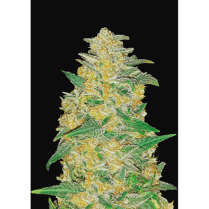 AK Auto