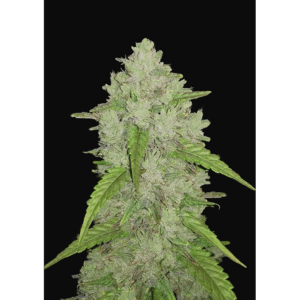 Amnesia Haze Auto