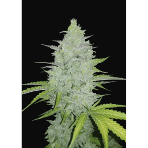 Cheese Auto