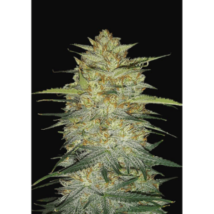 OG Kush Auto