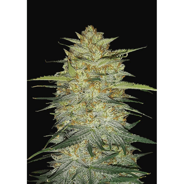OG Kush Auto