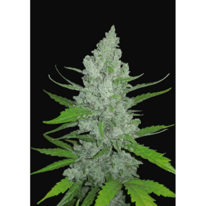 Sour Diesel Auto