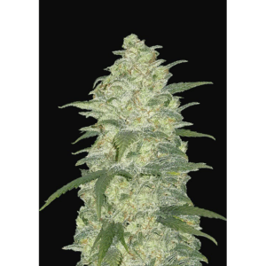 White Widow Auto