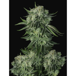 Original Moby Dick Auto