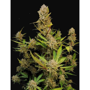Apricot Auto