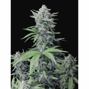 Tropicana Cookies Auto