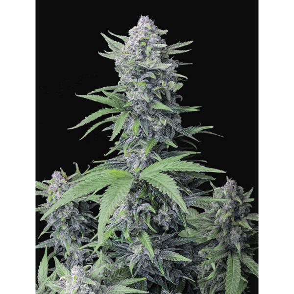 Tropicana Cookies Auto