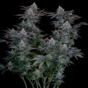 Gorilla Cookies Fast Flowering Fem
