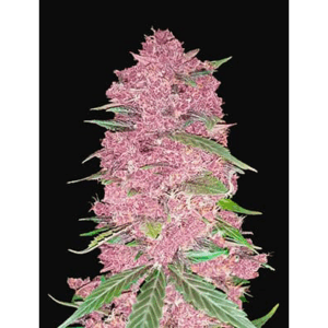 Purple Lemonade Fast Flowering Fem