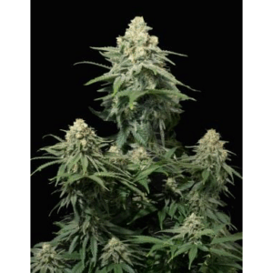 Wedding Cheesecake Fast Flowering Fem