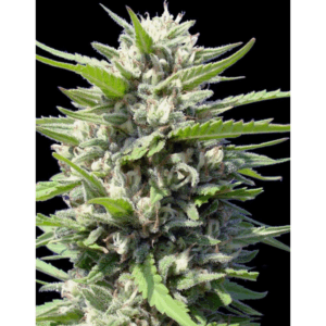 Northern Lights Auto