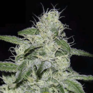 Kritikal Bilbo CBD Fem.