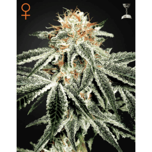 White Widow Fem
