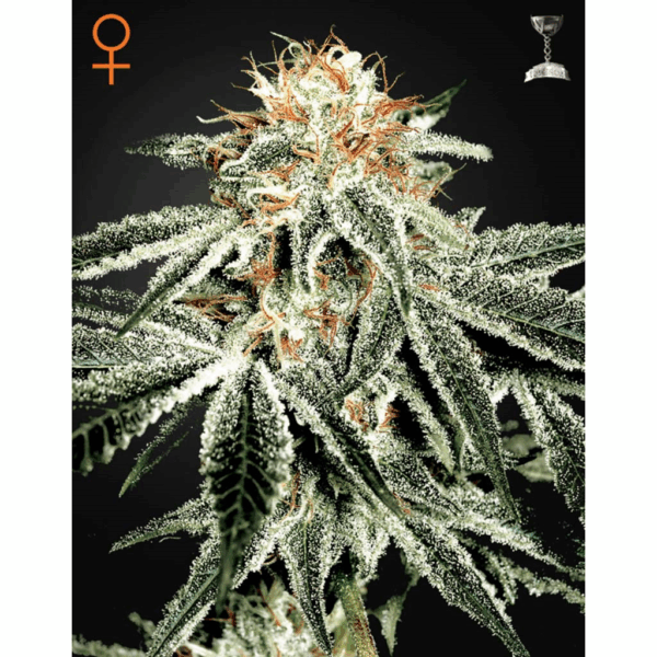 White Widow Fem
