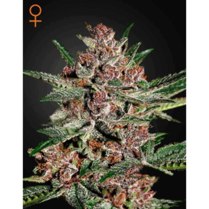 Bubba Kush Fem