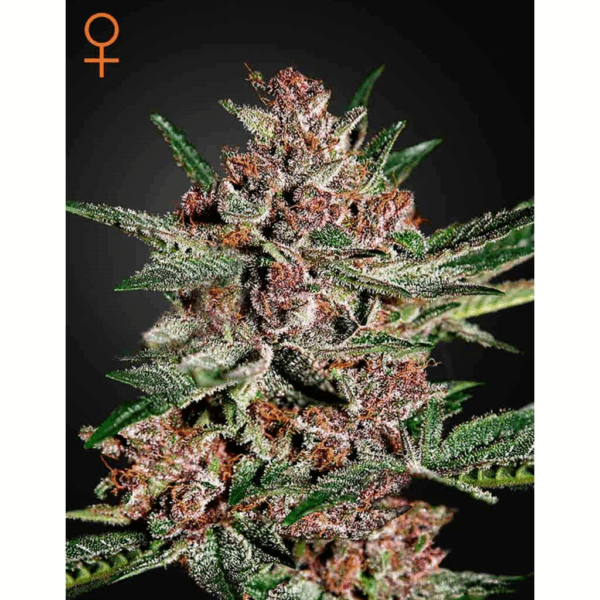 Bubba Kush Fem