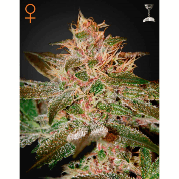 Pure Kush Fem.