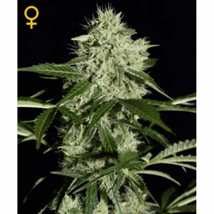Northern Lights Auto
