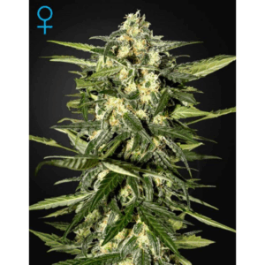 Jack Herer Auto
