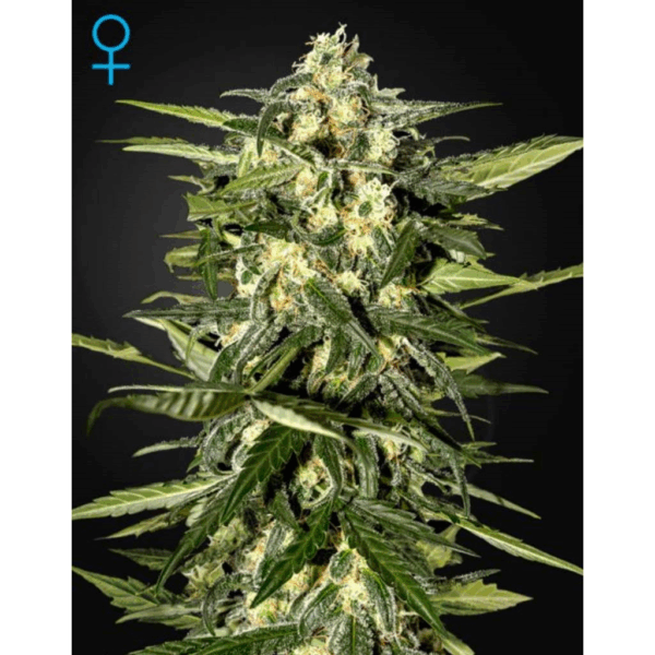 Jack Herer Auto