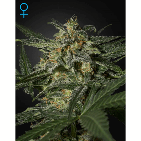 White Widow Auto