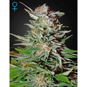 Super Lemon Haze CBD Fem.
