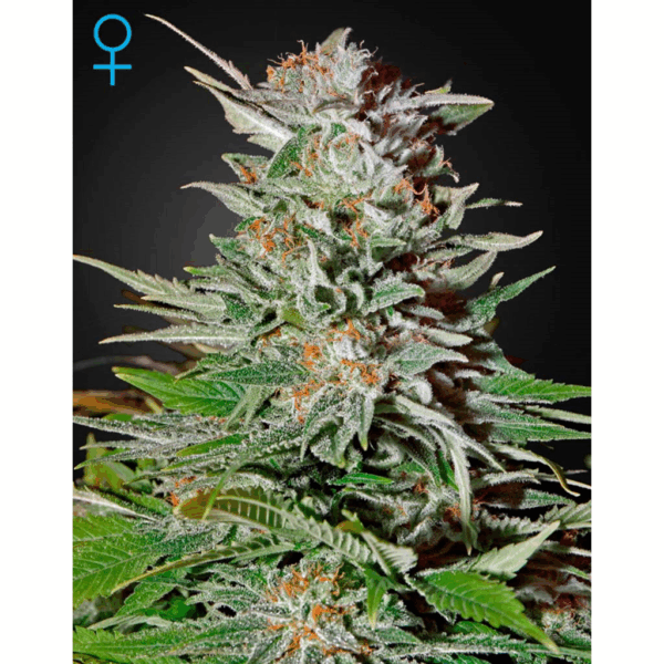 Super Lemon Haze CBD Fem.