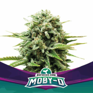 Grow-Op BSF Seeds Moby-D Fem
