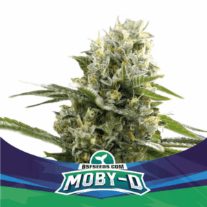 Grow-Op BSF Seeds Moby-D XXL Auto