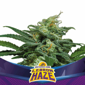 Grow-Op BSF Seeds Lebron Haze XXL Auto