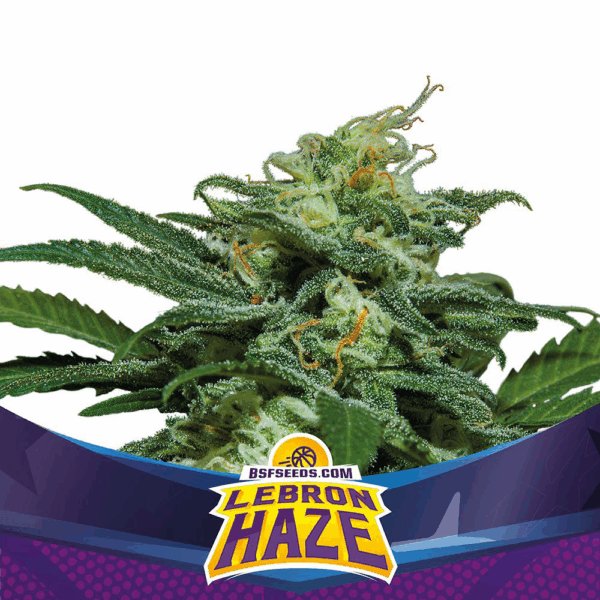 Grow-Op BSF Seeds Lebron Haze XXL Auto
