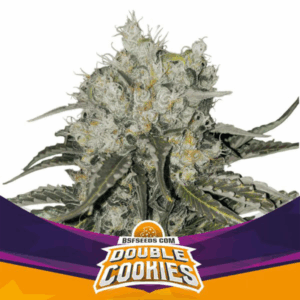 Grow-Op BSF Seeds Double Cookies Fem