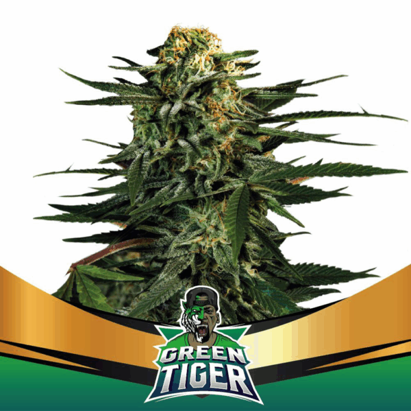 Grow-Op BSF Seeds Green Tiger Faster Flowering Fem