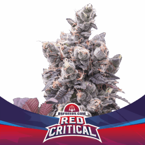 Grow-Op BSF Seeds Red Critical Auto