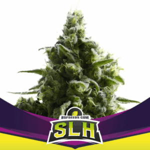 Grow-Op BSF Seeds Super Lemon Haze Fem